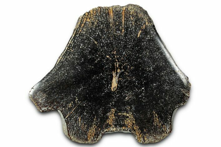 Cut and Polished Fossil Mosasaur Vertebra - Texas #350904